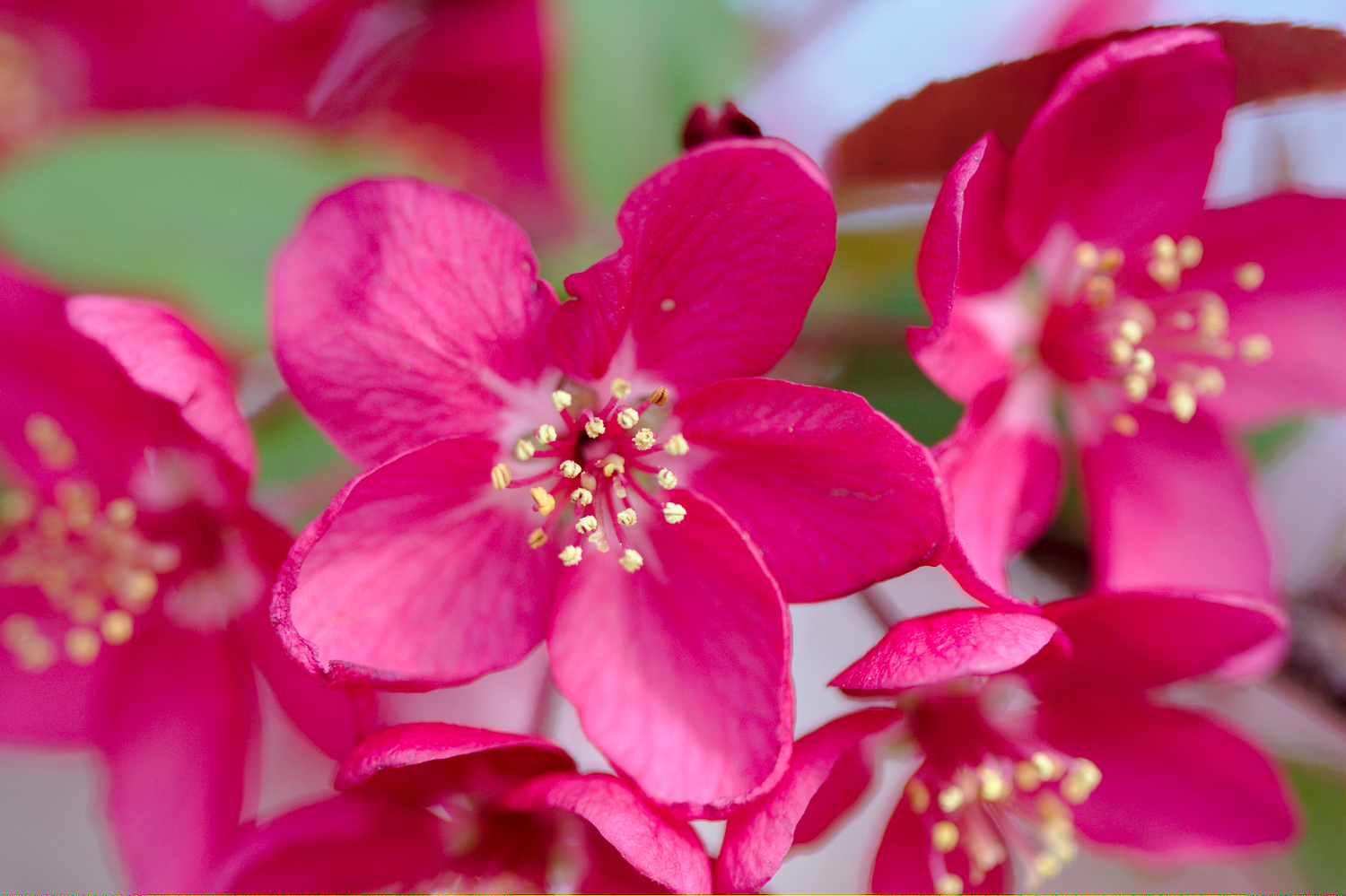 Crabapple Flowers